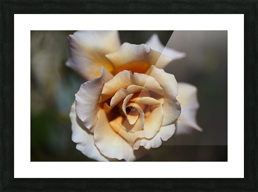 Lush Coffee Rose Picture Frame print