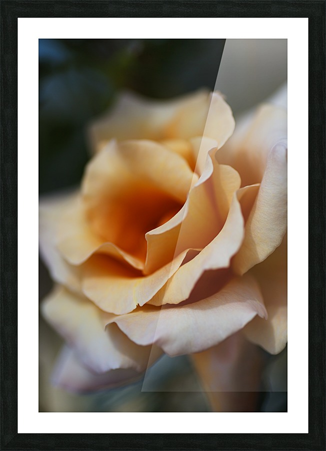 Coffee Rose Delight Picture Frame print