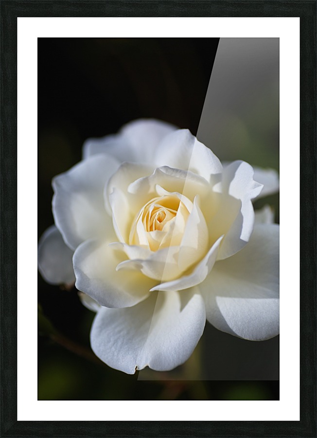 Rose White Picture Frame print