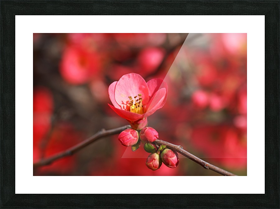 Bright Quince Spring Picture Frame print