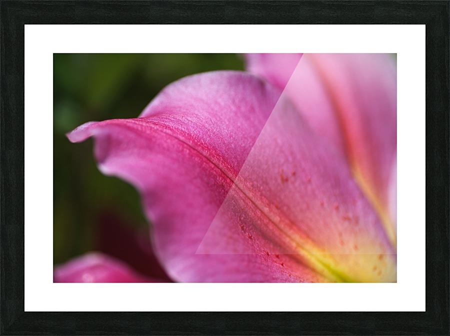 Reaching Lily Petals Picture Frame print