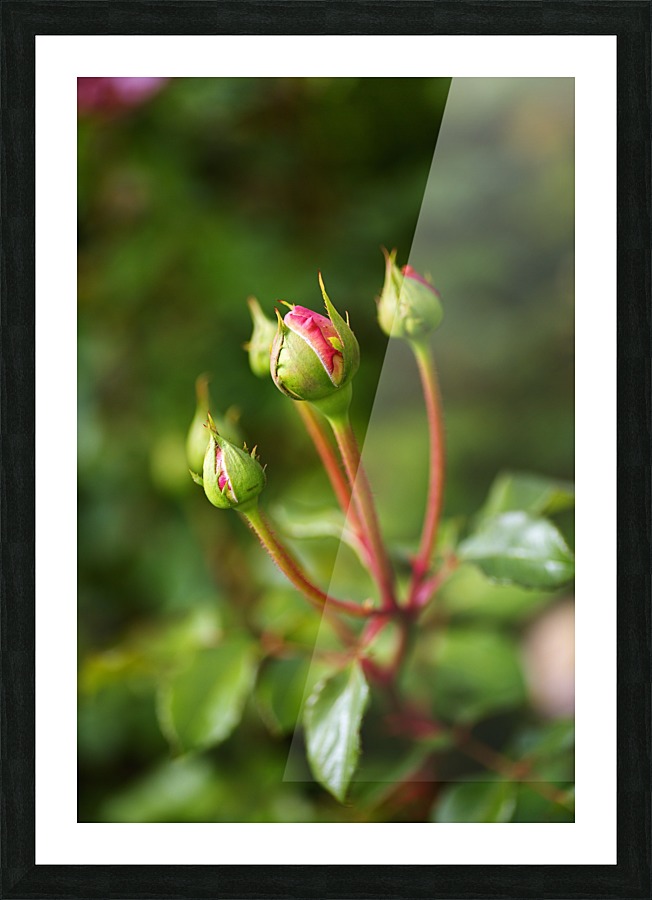 Many Rose Buds Picture Frame print