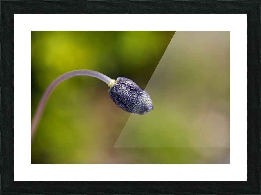 Blue Anemone Bud Picture Frame print