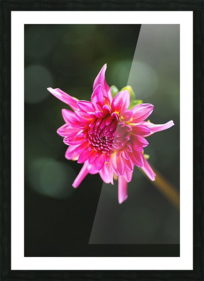 Dahlias Eye Picture Frame print