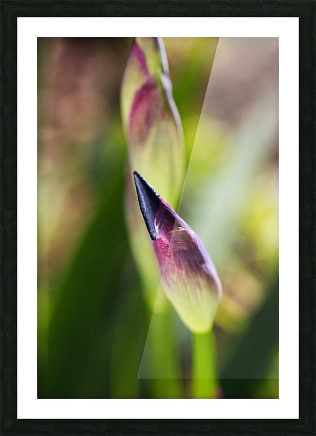 Purple Deep Iris Bud Picture Frame print