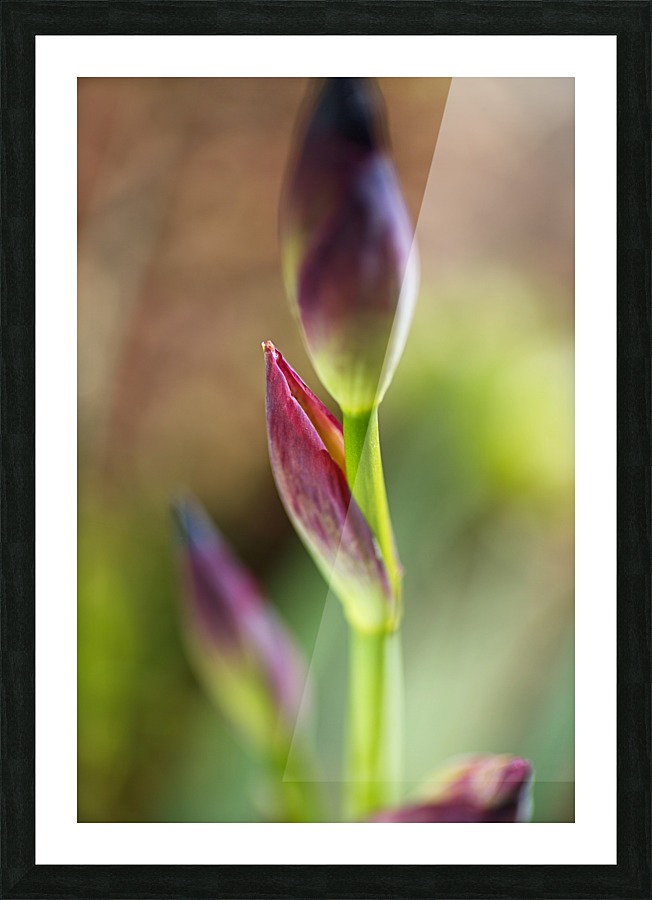 Iris Leaf Purple Buds Picture Frame print