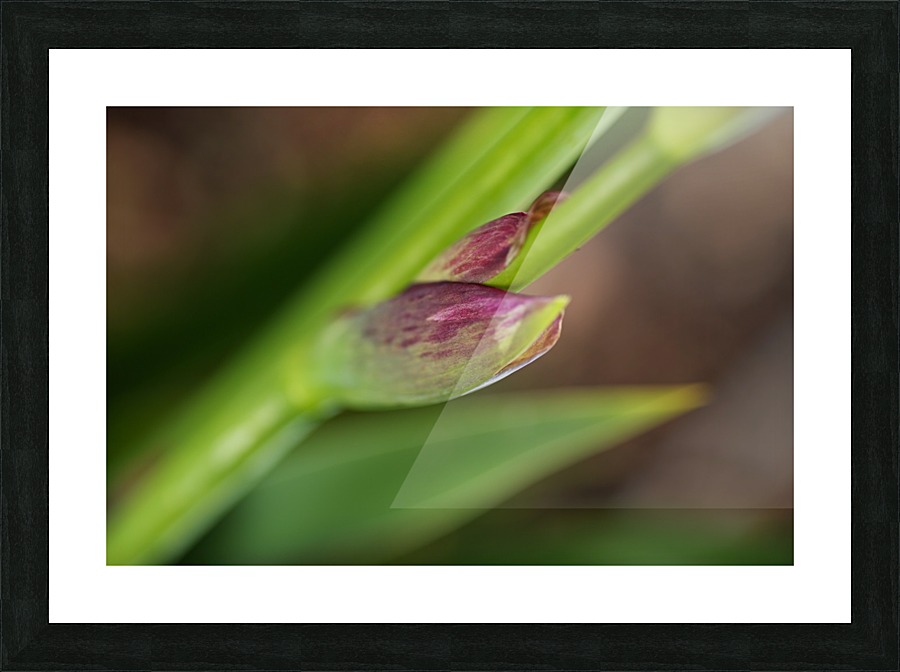 The Iris Spathe Picture Frame print