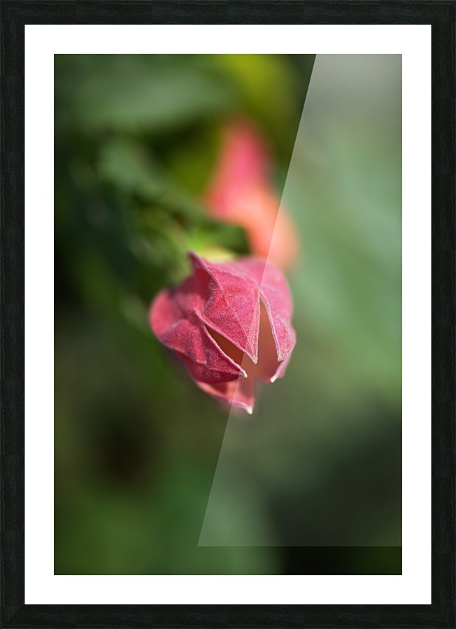 Chinese Lantern Opening Bud Picture Frame print