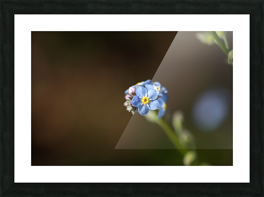 Forget Me Nots  Picture Frame print