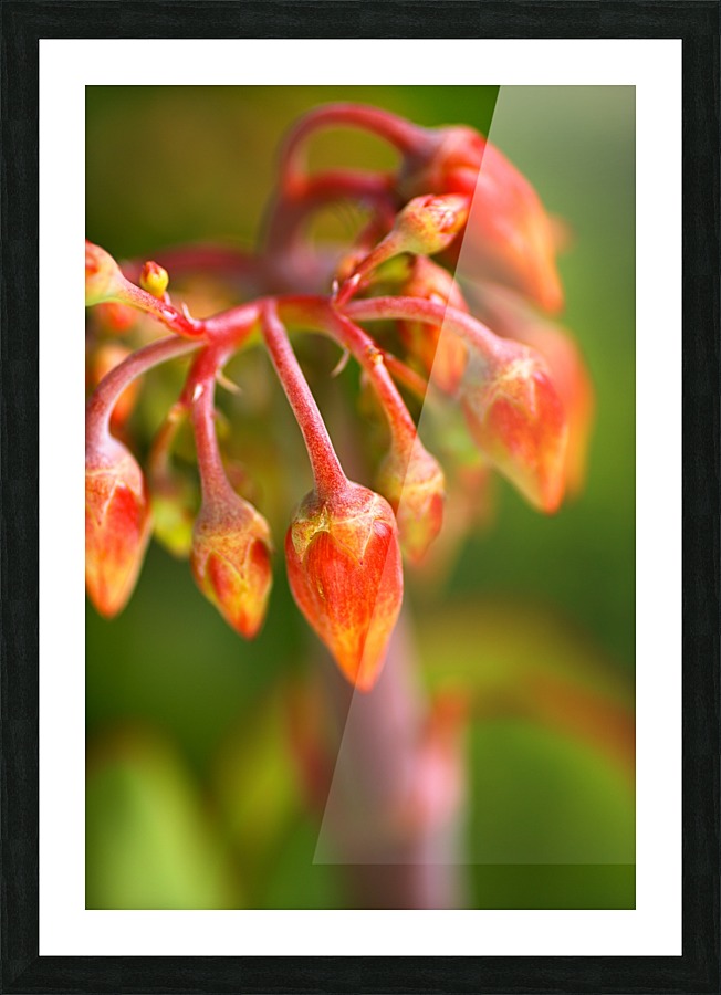 Cotyledon Macrantha Succulent Flowers  Picture Frame print