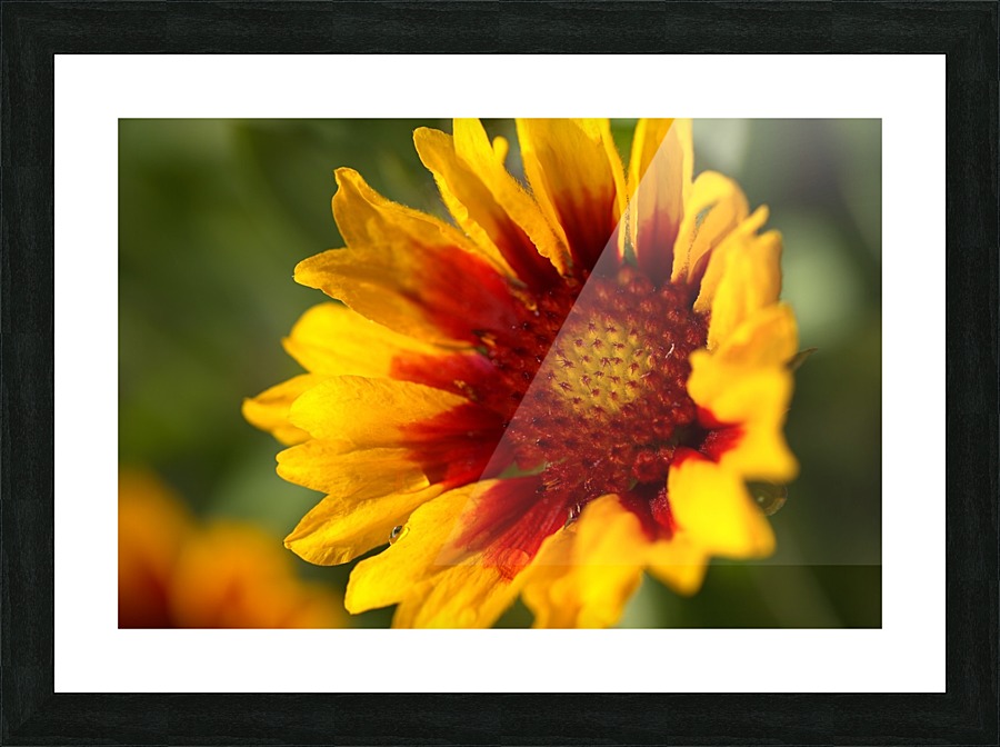 Blanket Flower Blooming Picture Frame print