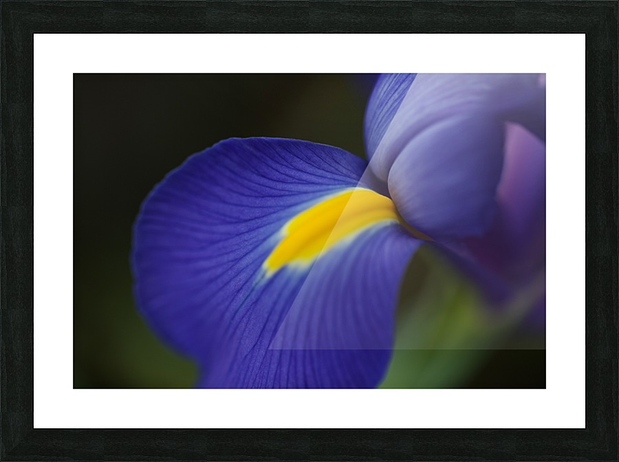 Blue Dreamy Iris Picture Frame print