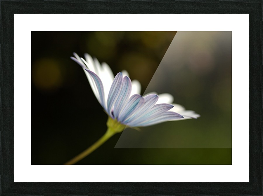 Under The Winter Daisy Picture Frame print