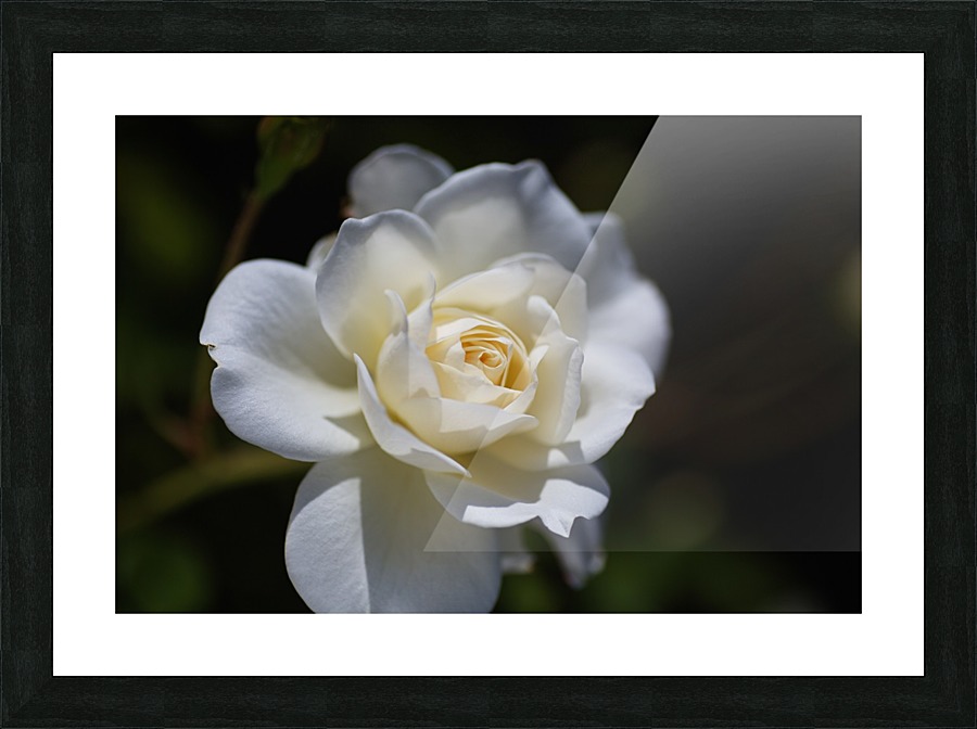 Rose Lush White Picture Frame print