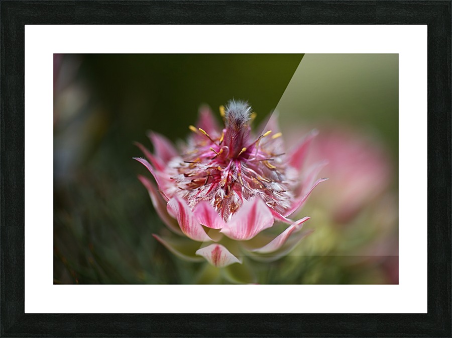 Small And Pink Protea Picture Frame print