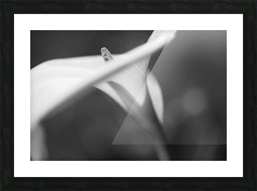 Romantic Lily Picture Frame print