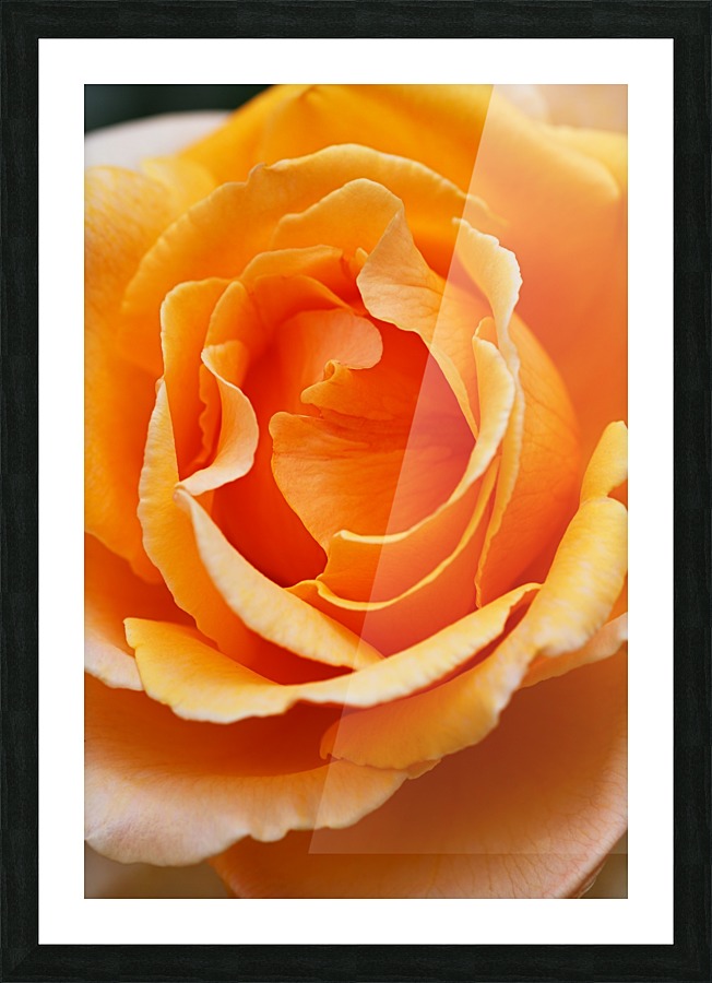 The Orange Rose  Picture Frame print