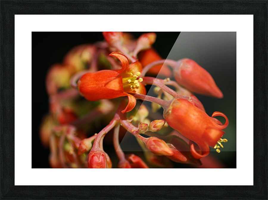 Pigs Ear Cactus Picture Frame print