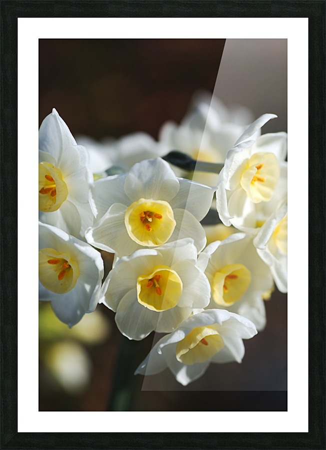 Jonquil The Flower Ring Picture Frame print