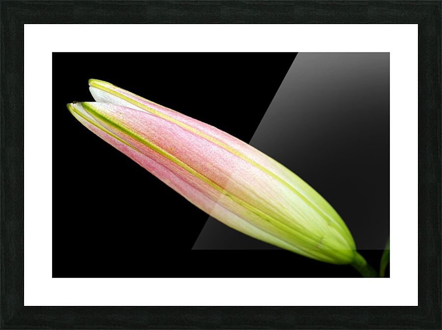 Lily Bud Long Picture Frame print