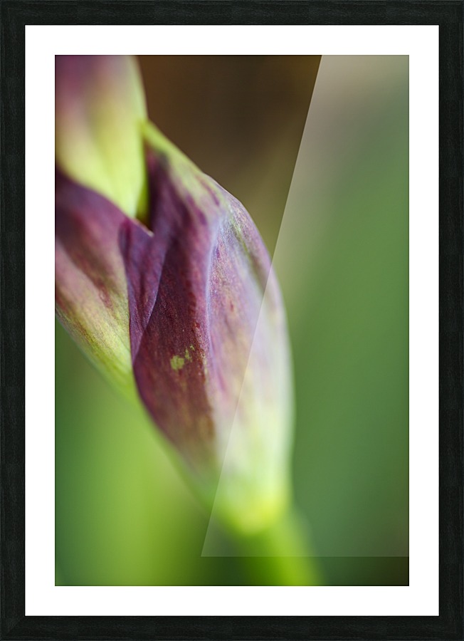 Purple Iris The Stem Picture Frame print