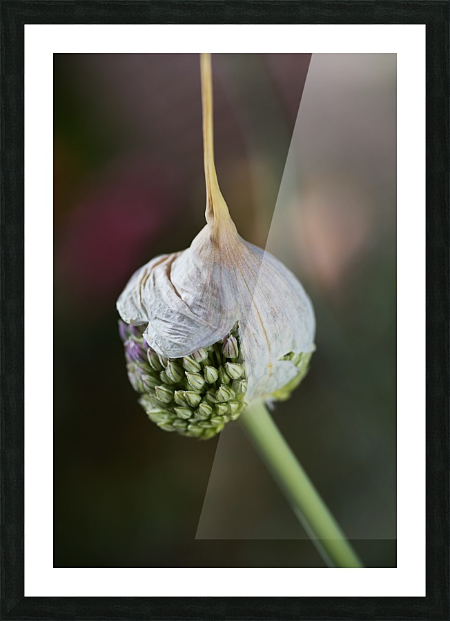 Garlic Bud With Cap Picture Frame print
