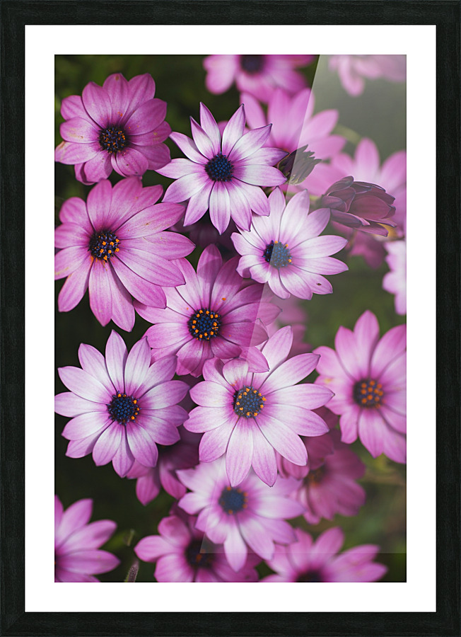 Cape Daisy Display Picture Frame print