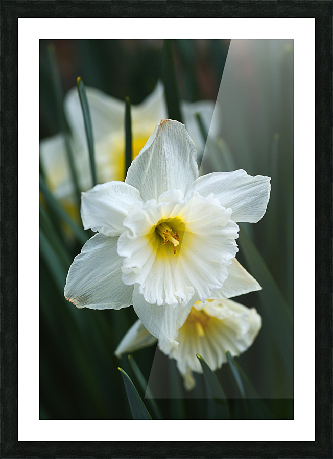 White Cupped Daffodils Picture Frame print