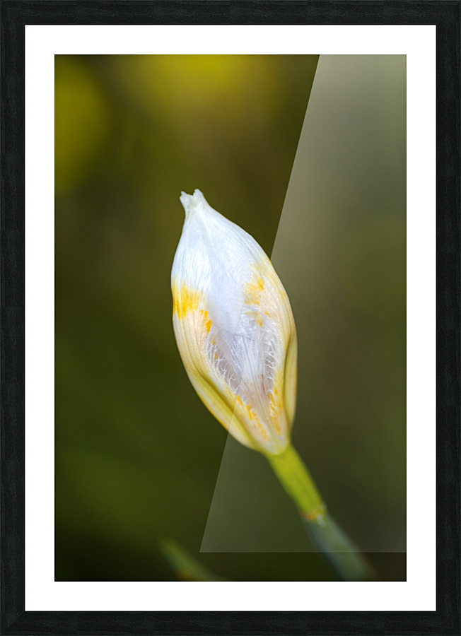 The Iris Bud Picture Frame print