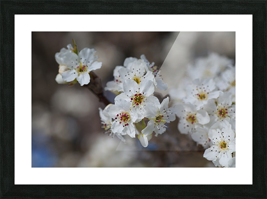 The White Blossom Picture Frame print