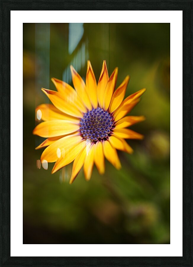 The African Daisy  Picture Frame print