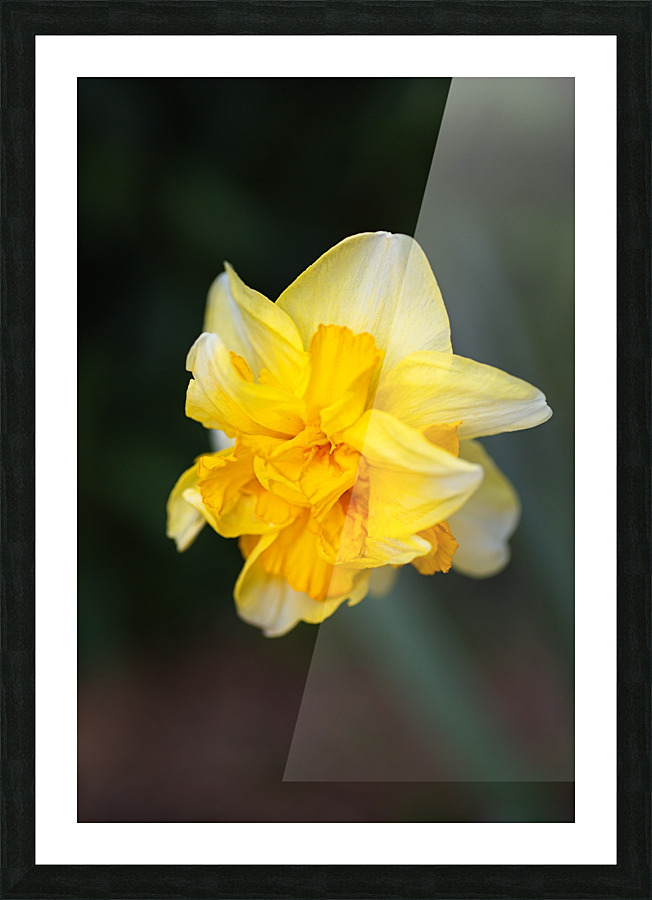 Double Daffodil Yellow Picture Frame print