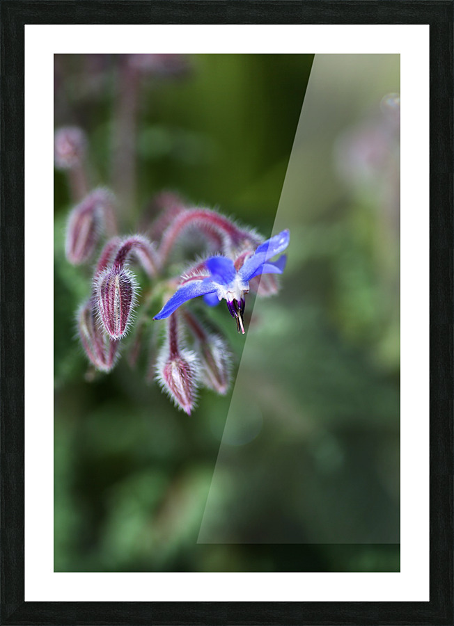Borage Flower Picture Frame print