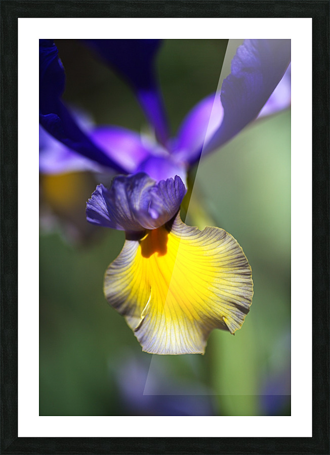 The Dancing Iris Picture Frame print