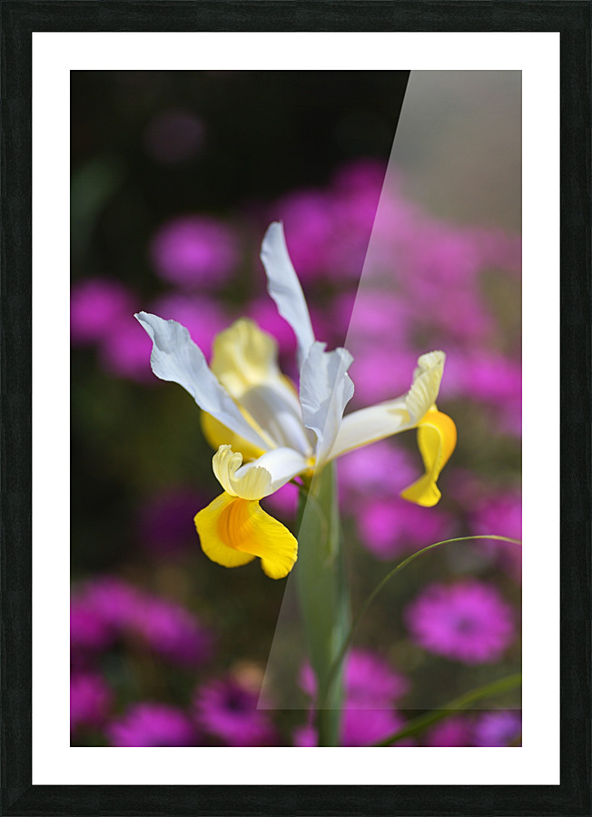 Iris Over Pink Daisies  Picture Frame print