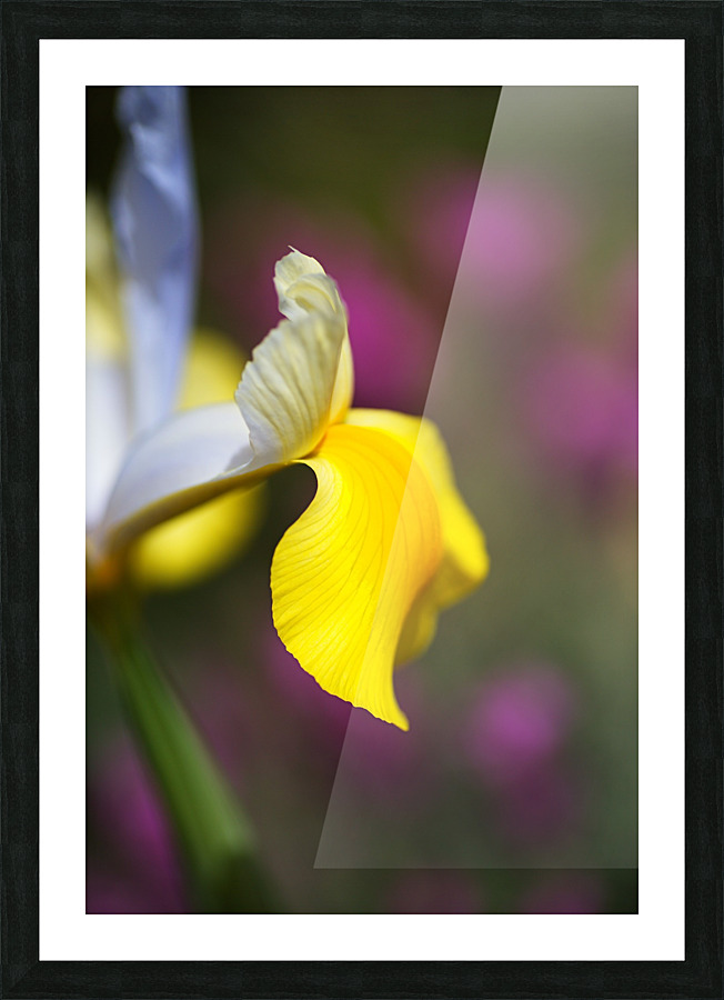 Iris In Side Face Picture Frame print