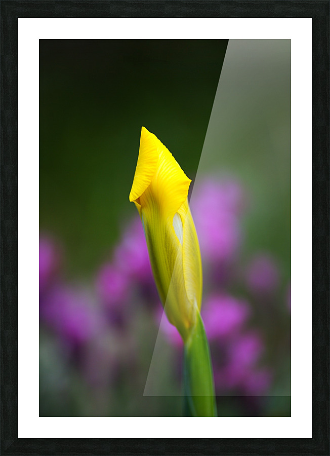 Iris Hope Picture Frame print