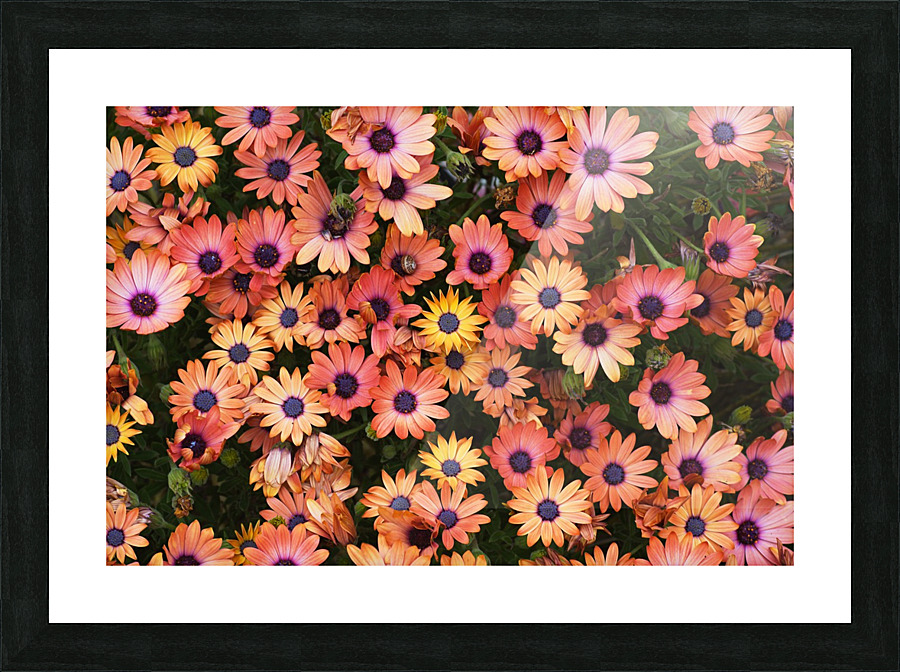 African Daisy Rich Picture Frame print