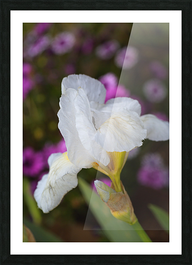 Small White Iris Flower Picture Frame print