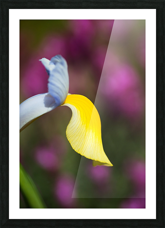 Dutch Iris Symphony Flower Picture Frame print