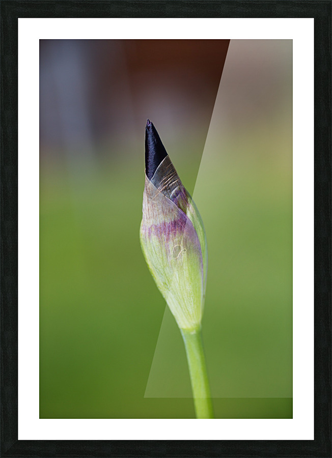 Purple Iris Bud Spring Picture Frame print