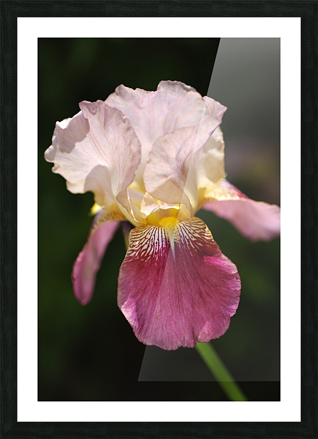 Bearded Iris Medium Pink Flower Picture Frame print