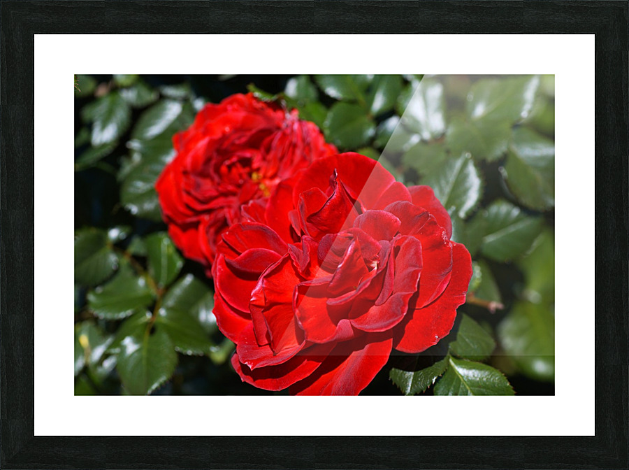 The Two Red Roses Picture Frame print