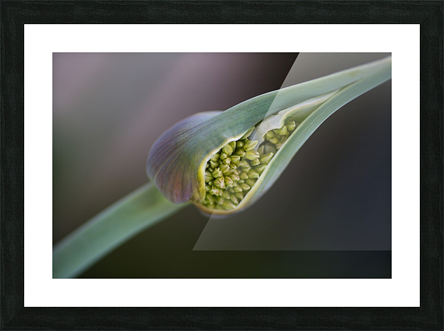 Garlic Bud Spring Picture Frame print