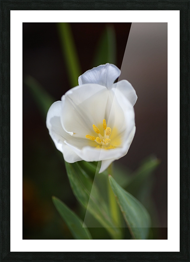 Full White Tulip Picture Frame print