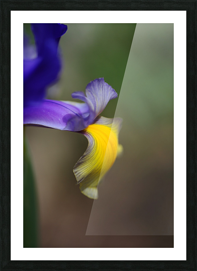 Iris Face Petals Picture Frame print