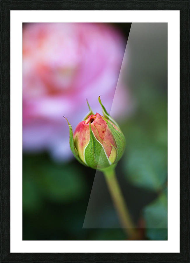 Beautiful Rose Bud Picture Frame print