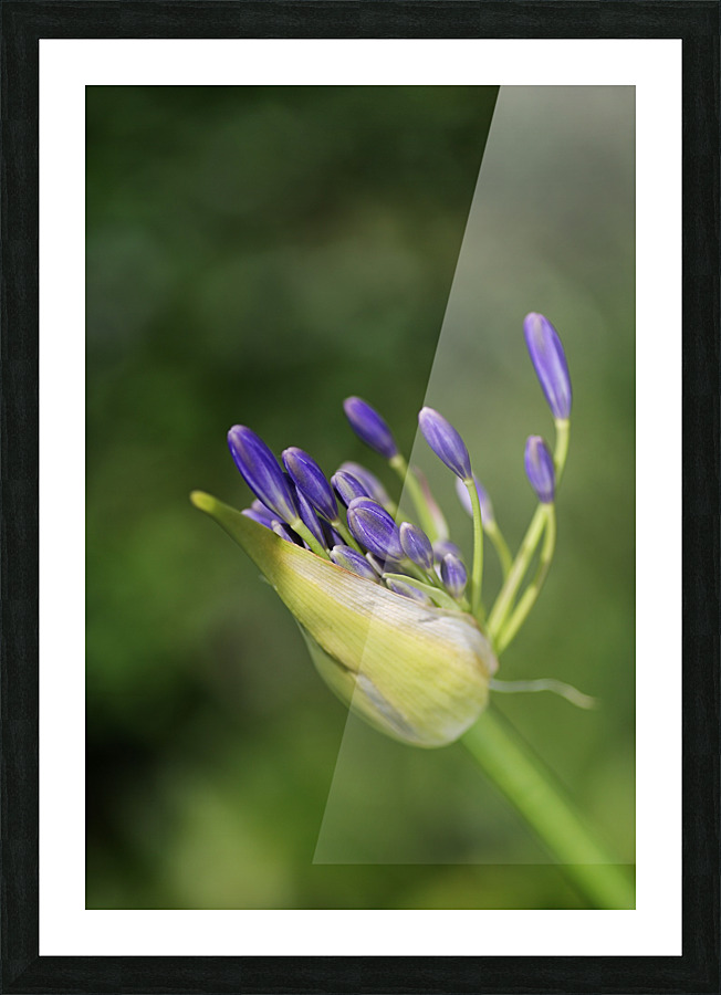 Opening Agapanthus  Picture Frame print