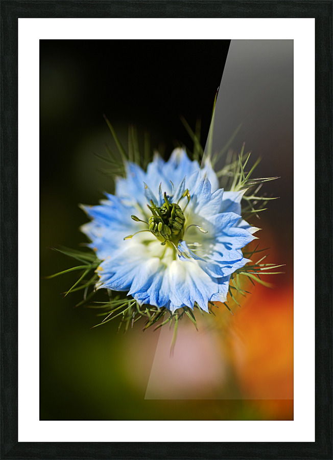 Nigella Flower Picture Frame print