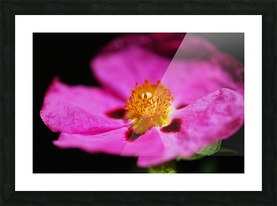 Hibiscus Australian Picture Frame print